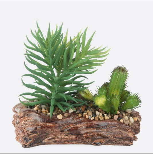 Stone Based Succulent Plant